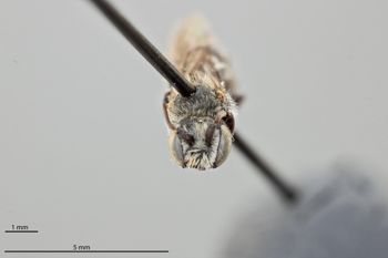 Media type: image;   Entomology 793153 Aspect: head frontal view
